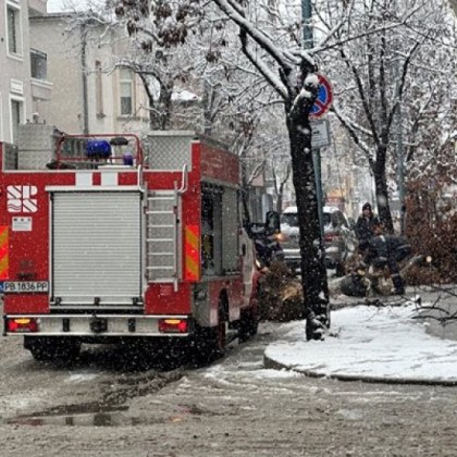 Дърво се е стоварило на улица Авксентий Велешки в центъра