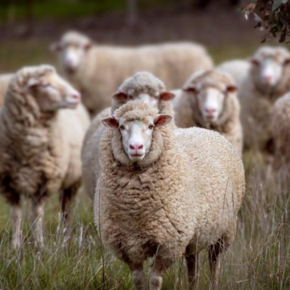 От Българската агенция по безопасност на храните обявиха че са