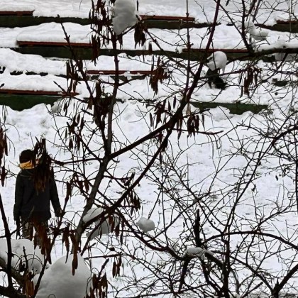 Дама с две домашни кучета успя да събере недоволството на