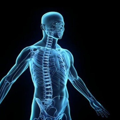 Човешкото тяло е сложна и удивителна система в която всеки