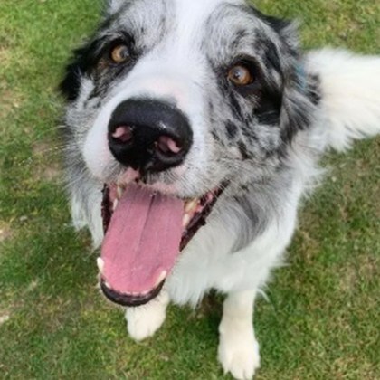 Шестгодишното бордър коли Харви е обявено за най умното куче на