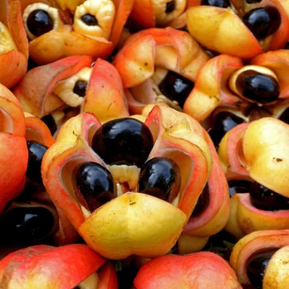 Храната е основен източник на удоволствие и жизненост за хората