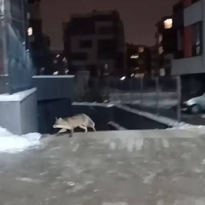 Опашата гостенка изненада водач в нощна София Красива лисица изследвала пространството