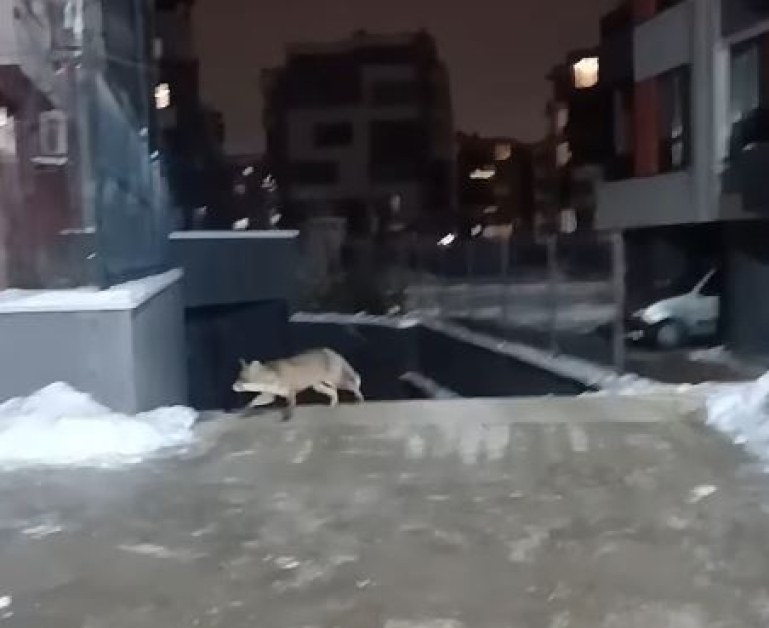 Опашата гостенка се появи до блок в София ВИДЕО+СНИМКИ