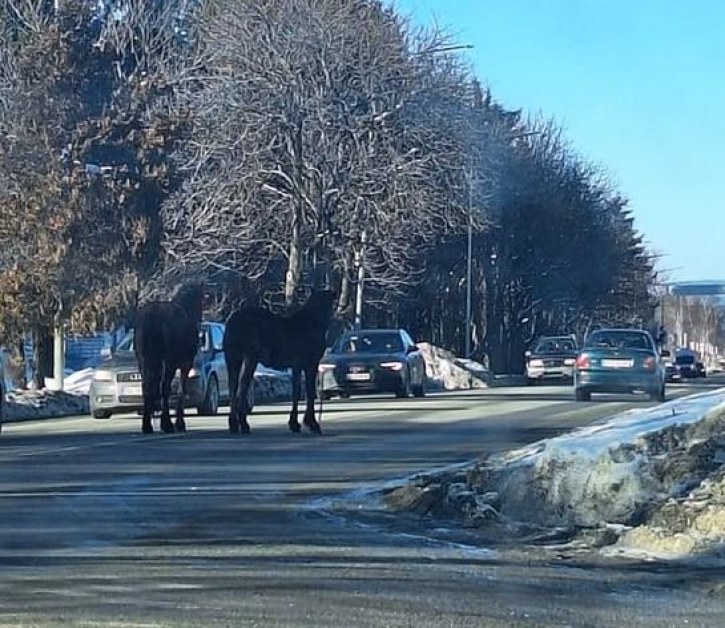 Коне на път към София: трябва ли да се повтори трагедията? СНИМКА