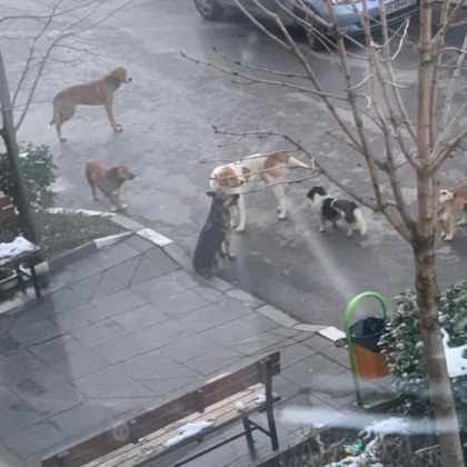 Асеновградчанка алармира за глутници кучета които притесняват местни жители Жената