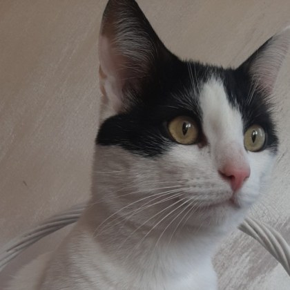 Стопанка издирва изгубеното й коте В публикация във Facebook Ромина Фурнаджиева