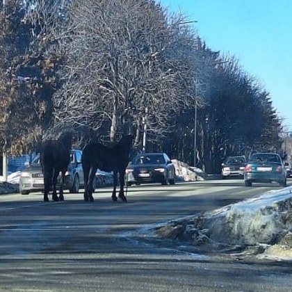 Посред бял ден коне изскочиха на оживен път а шофьори