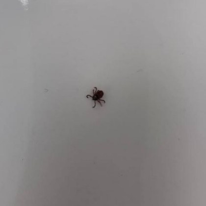 Стопанка на домашен любимец предупреди за опасна напаст плъзнала по