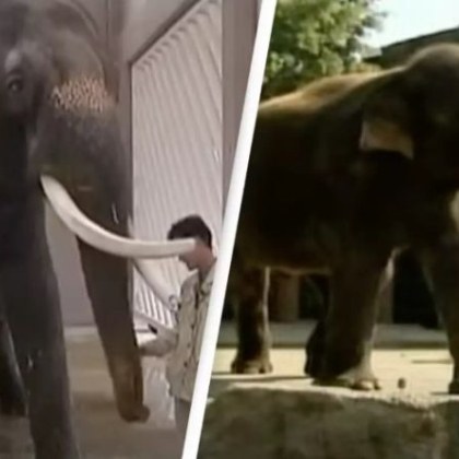 Азиатският слон Каушик който тази година навършва 35 години шокира