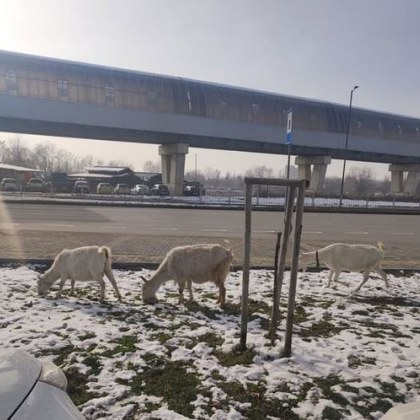 Часове след като конник препускаше по булевард в София нова