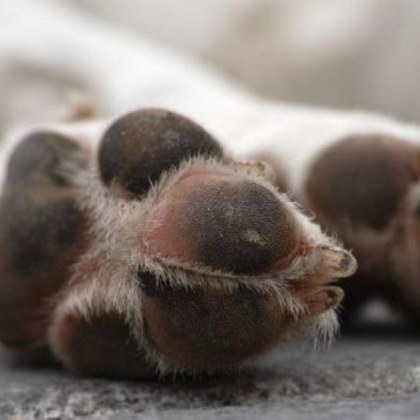 Застреляха и наръгаха с нож домашен любимец Досъдебно производство за убитото