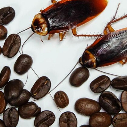 В смляното кафе са открити частици от хлебарки любителите на