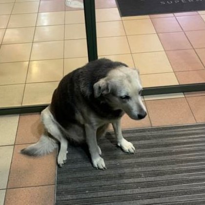 Баба Пенка така наричат варненци сиво кафяво бездомно куче което