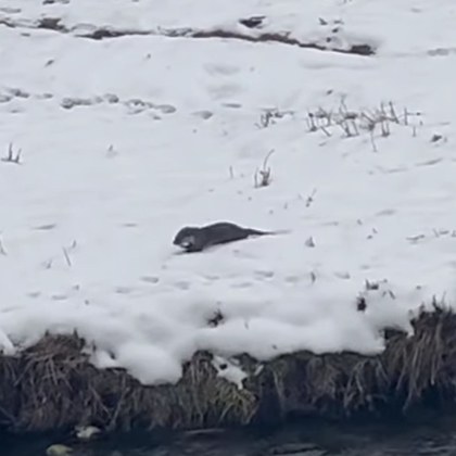 Интересни обитатели си имаме в р Бистрица Малка Видра си