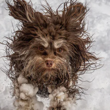 Метеоролозите издадоха спешно предупреждение за животозастрашаващ полярен вихър който ще донесе