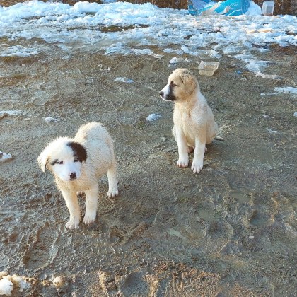 Две бебета кучета са били изоставени в гората Сега се