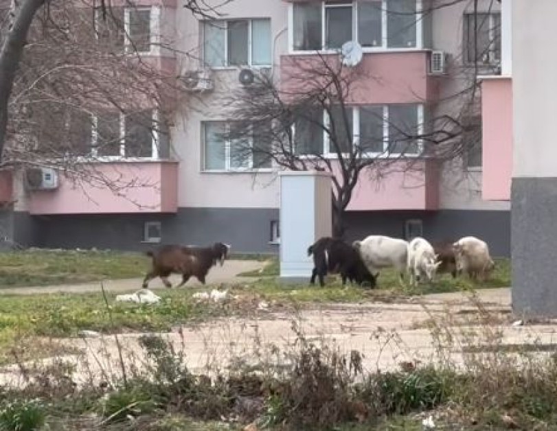 Кози излязоха на паша в наш град. Поддържат тревните площи? ВИДЕО