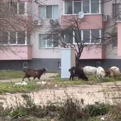 Жителите на Русе бяха изненадани от необичайна гледка – кози