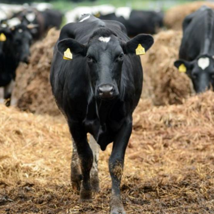 Нерегистрирана ферма с 14 крави е открита като собственикът се