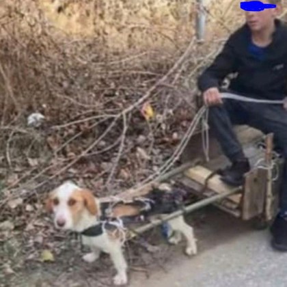 История с продължение доброволци ще вземат кученцето което бе