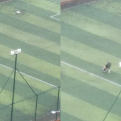 В социалните мрежи се появиха снимки на собственик на куче