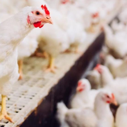 Налагат се ограничения във Великобритания и Шотландия против разпространението на