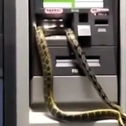 В Тайван двуметрова змия окупира банкомат и попречи на клиент на