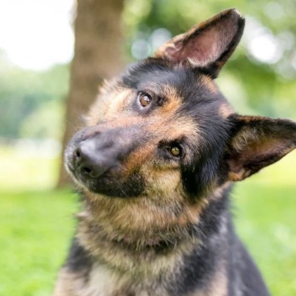 Ако имате куче може би сте се чудили защо вашият