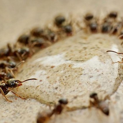 Мравките са широко известни със своето високо организирано социално поведение