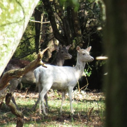 Прекрасно създание се появи в планините на България Любители заснеха