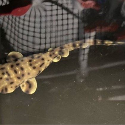 Аквариумът Shreveport в Луизиана започна 2025 г с някои изненадващи