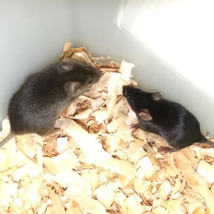 Учени от Китай са манипулирали ембрионални стволови клетки за да