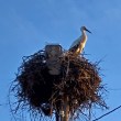 Щъркел се завърна в Северна България СНИМКИ