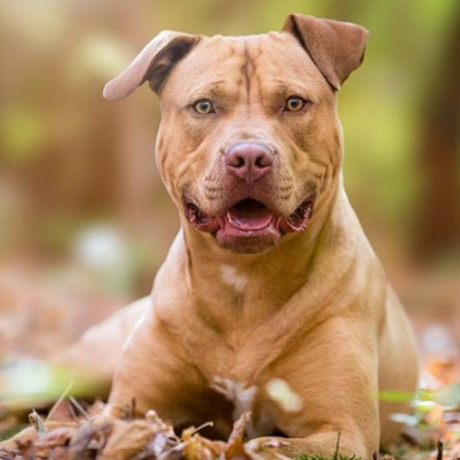 Притеснителен сигнал разпространи родител в социалните мрежи Баща твърди че