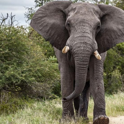 59 годишен турист загина след като беше прегазен от слон в