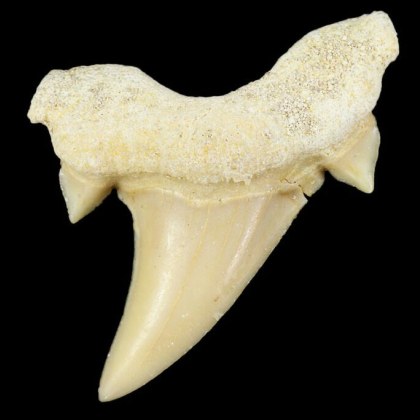 На 2 февруари 2025 Природонаучният музей в Пловдив ще отбележи