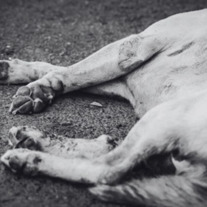 Докато в България продължаваме да малтретираме безобидни и невинни животнки