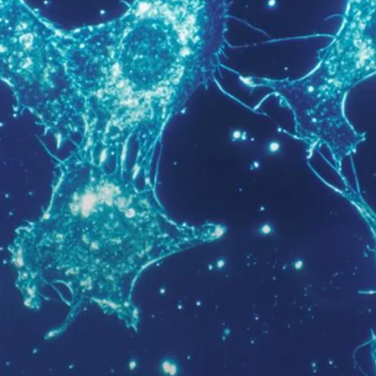 Учените са открили потенциално нов начин за лечение на възпалително