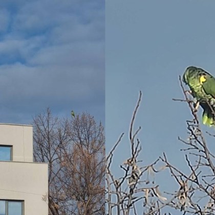 В Пловдивски Facebook групи се появиха снимки на красив папагал
