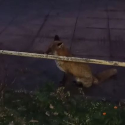 Столичани спипаха позната гостенка в крачка Лисица най спокойно се разхождала