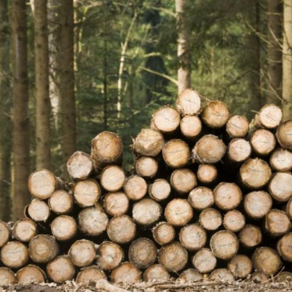 Мъж бе заловен в момент на незаконен превоз на дървесина