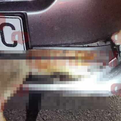 Лисица изскочи внезапно на пътя на бургаска кола и буквално