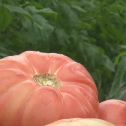 Цените на храните в България продължават да растат но малко