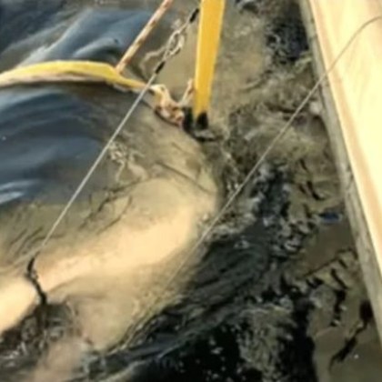 Най голямата бяла акула в света беше уловена край бреговете на Орландо