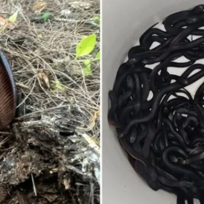 Семейство от Сидни Австралия откри че 102 отровни змии живеят