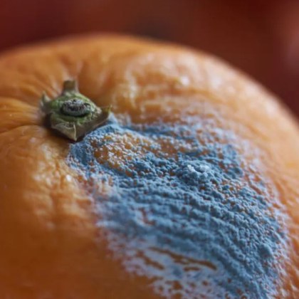 Мухълът е често срещан проблем в домовете и може да