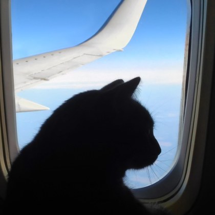 В италианската столица Рим котка предизвика два дни закъснение на