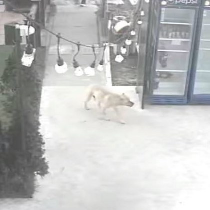 Шокиращ случай в София Агресивно куче се нахвърли на домашен