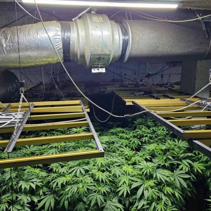 Добре оборудвана високотехнологична оранжерия за отглеждане на марихуана бе открита